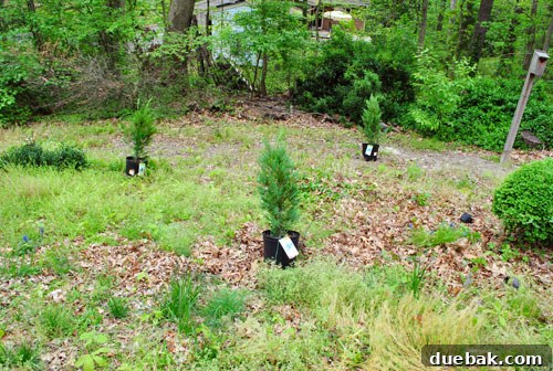 Close-up of three Leyland Cypress trees after initial arrangement, showing spacing and planned layering.
