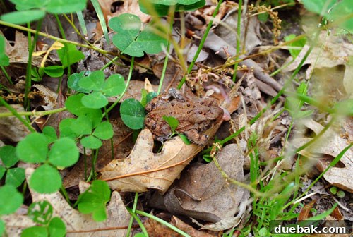 A small frog or toad sitting on the ground near the newly cleared planting area, an unexpected discovery during the work.