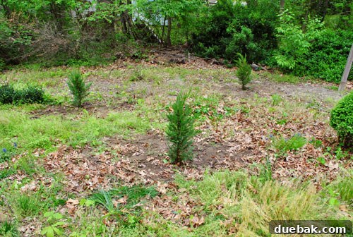 The three small Leyland Cypress trees newly planted in the ground, looking somewhat sparse against the landscape.