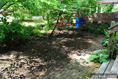 A wider view of the newly cleared side yard