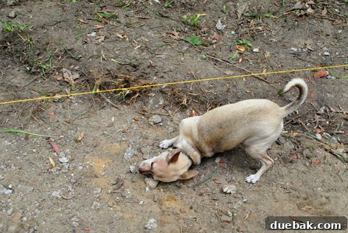 Achieving a Flawless Foundation for Your Paver Patio 16 Chihuahua 'helping' to check the patio slope