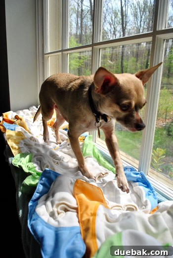 Chihuahua observing cloth diapers drying on a windowsill