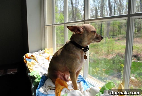 Chihuahua intently birdwatching from a windowsill with cloth diapers nearby
