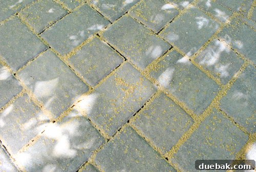 DIY Paver Patio: Transform Your Backyard 18 Wet sand on paver surface