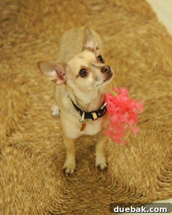 Burger, the dog, wearing curly pink ribbons around his collar for the party.