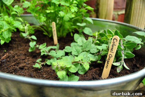 Close-up of creative popsicle stick plant labels