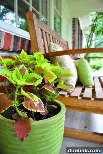 Vibrant Coleus plant in a pot on the porch
