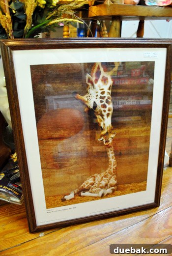 Framed art print of two kissing giraffes