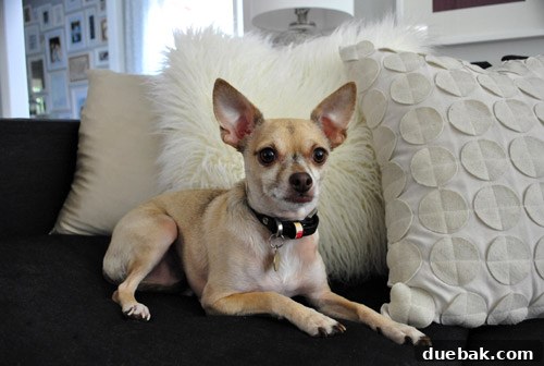 Close-up of Luxurious Pillows