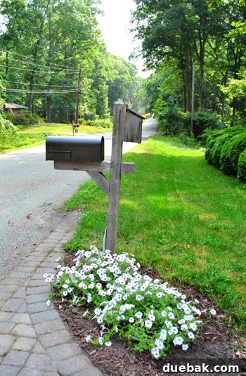 Thriving flower bed with lush, full blooms alongside the newly painted mailbox