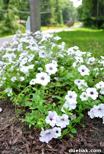 Close-up of thriving wave petunias, demonstrating impressive growth and vibrancy
