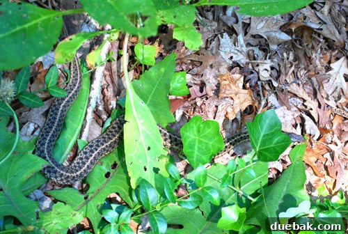 A garter snake spotted unexpectedly in the yard