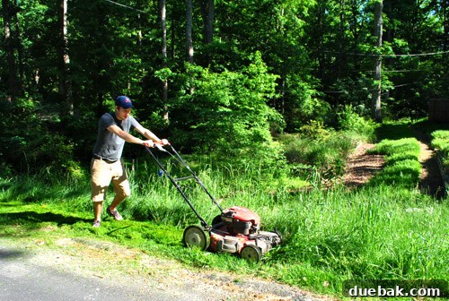 Partially mowed side yard, showing a clear distinction between cut and overgrown areas