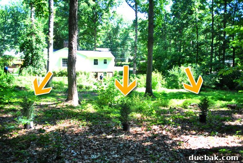 Newly planted evergreen trees in the backyard for future privacy screening