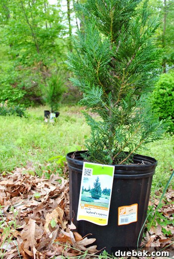 Newly planted fast-growing evergreens offering privacy, with wildlife nearby.