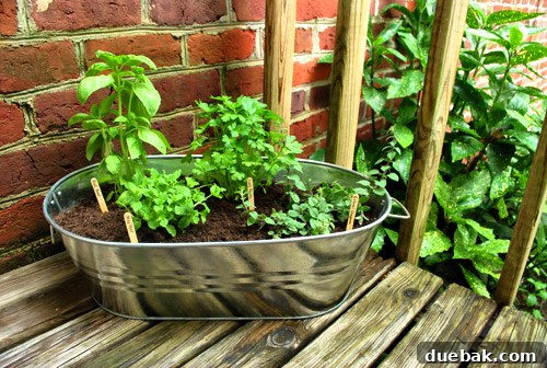 A beautiful DIY container garden made from a galvanized tin, perfect for fresh herbs.