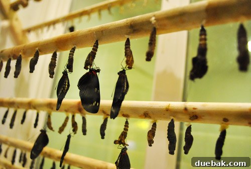 Craft Your Own Whimsical Butterfly Display 2 Clara observing live butterflies in a vibrant exhibit