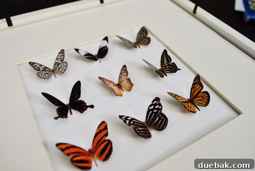 Craft Your Own Whimsical Butterfly Display 11 Paper butterflies glued in a grid pattern on white cardstock, ready for framing