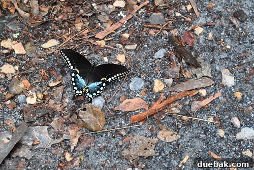 Craft Your Own Whimsical Butterfly Display 17 A vibrant butterfly perched on a green leaf near a scenic waterfall