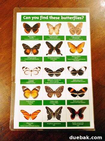 Craft Your Own Whimsical Butterfly Display 4 A laminated information sheet from the butterfly exhibit with various butterfly images