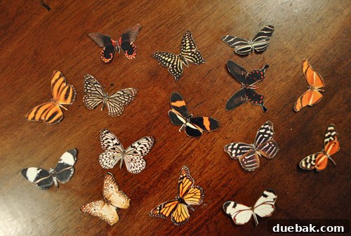 Craft Your Own Whimsical Butterfly Display 5 Multiple cut-out paper butterflies, laid flat on a surface