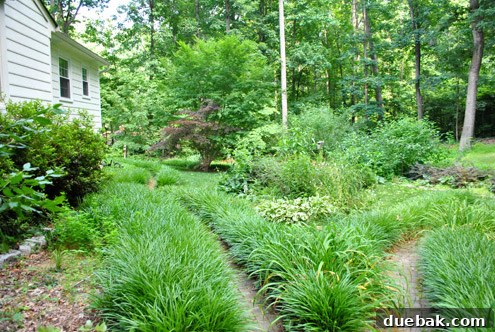Developing backyard of the current house, featuring a sloped, natural landscape needing significant work
