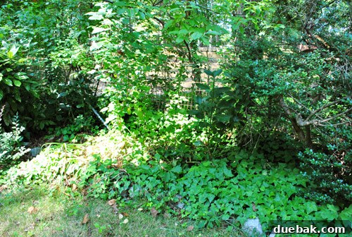 Turn Pallets Into Garden Gold 5 Clearing the ivy and weeds for compost bin