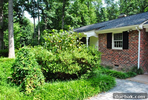 Overgrown bush next to the house