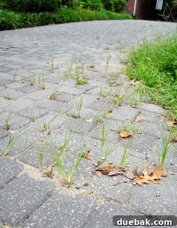 Partially weeded paver driveway, showcasing the ongoing battle