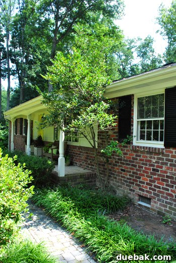 Camellia tree showing branches touching the house