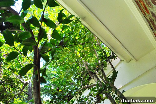 Camellia tree branches overhanging the roof and gutters