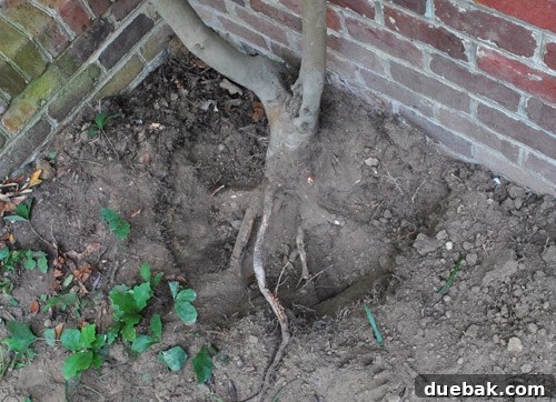 Attempted transplant showing a small trench around the camellia