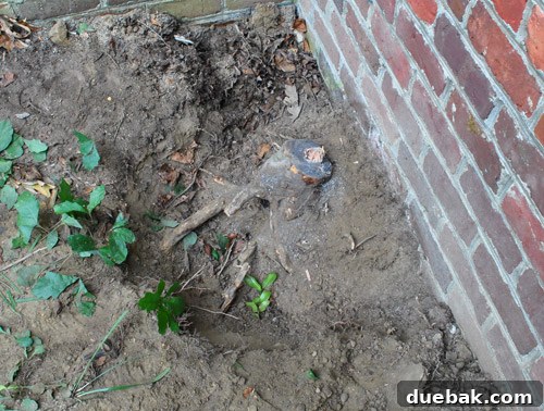 Stump of the removed camellia tree at ground level
