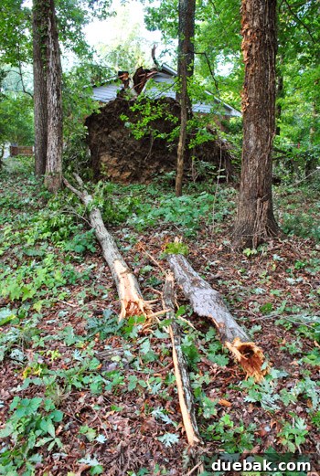 Backyard after the hurricane, with branches and debris to clear up