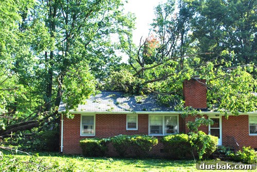 Another view of storm damage with fallen trees blocking access