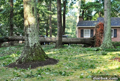 Close-up of storm debris and fallen trees on residential street