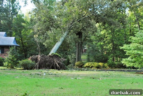 Extensive tree damage with branches covering the road and sidewalk