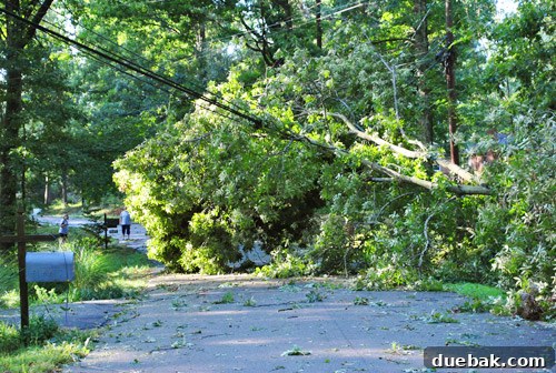 A large fallen tree lying across a street, highlighting the widespread damage