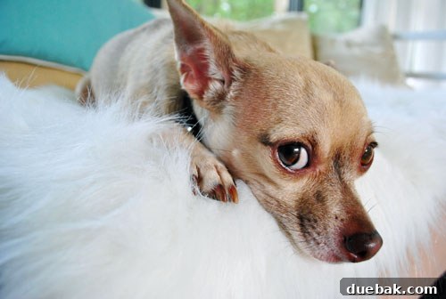 10 Crucial Insights From Years of Professional Blogging 2 Burger the dog looking bashful on a sheepskin rug, illustrating the beginning of a blogging journey.