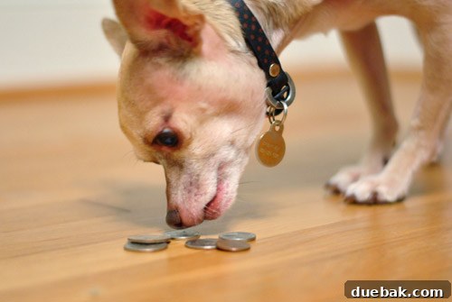 10 Crucial Insights From Years of Professional Blogging 3 A thoughtful dog looking at the camera, symbolizing reflection on blogging growth and challenges.