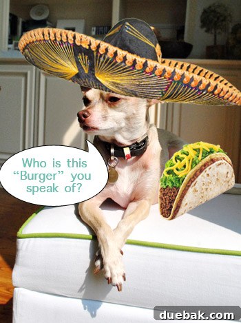 10 Crucial Insights From Years of Professional Blogging 4 A dog with a unique, curious expression, symbolizing the importance of being yourself in blogging.