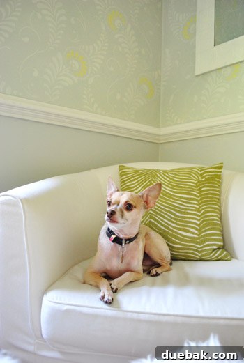 Wall Stenciling Secrets and Stunning Transformations 11 Adorable chihuahua, Burger, posing in the freshly stenciled home office, adding a personal touch