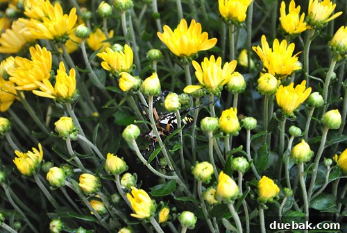 Spider relocated to inside a mum plant