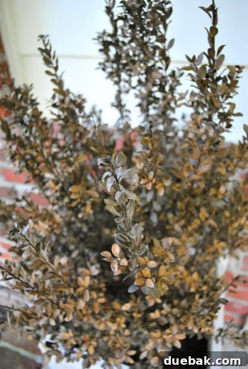 Crispy, dead plant in a wooden planter on a porch
