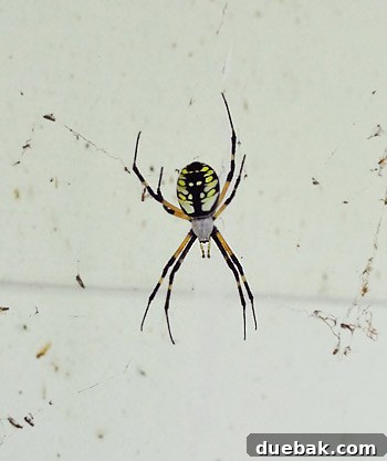 Extreme close-up of a large, scary-looking spider