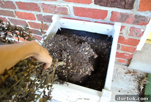 Removing dead bushes from a planter