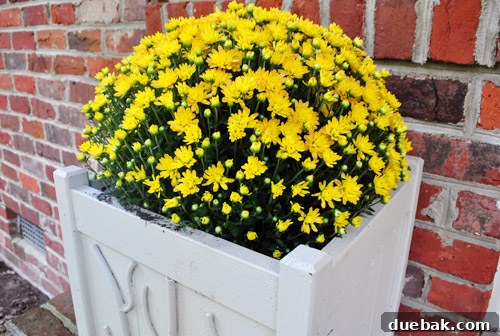 Front porch with new yellow mums in wooden planters
