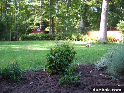 mulch-backyard-garden A beautifully mulched garden bed with vibrant green bushes, ready for a season of healthy growth and reduced maintenance.