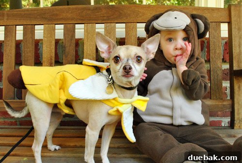 Dog in a humorous banana costume for Halloween