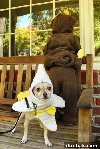 Adorable child posing in a monkey Halloween costume